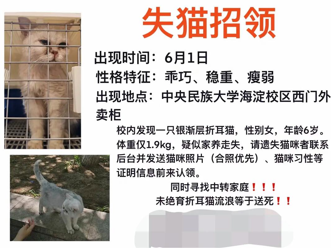 租客失联留下13只猫;租客失联留下13只猫怎么办