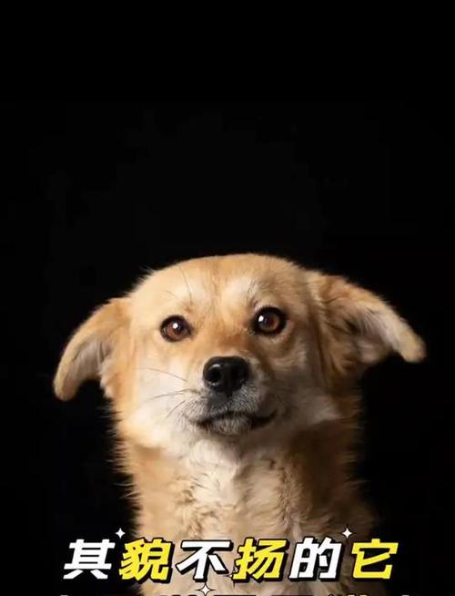 澳门今晚开奖结果+开奖记录和中国下司犬外网爆火与中国下司犬介绍