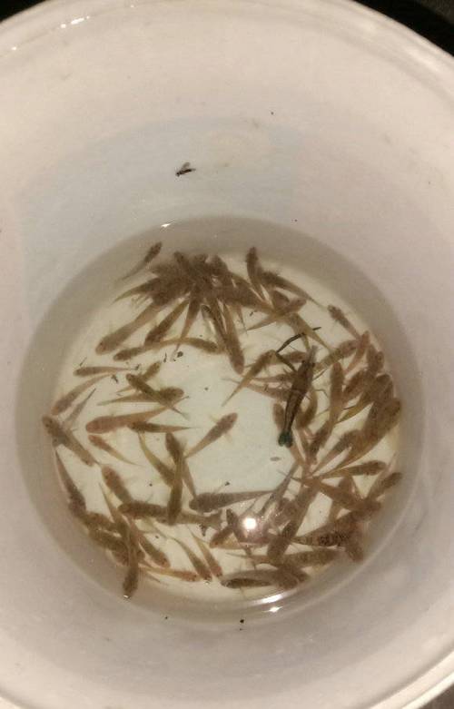 新澳正版资料大全免費和云南滇池现鱼跳龙门与滇池跳水
