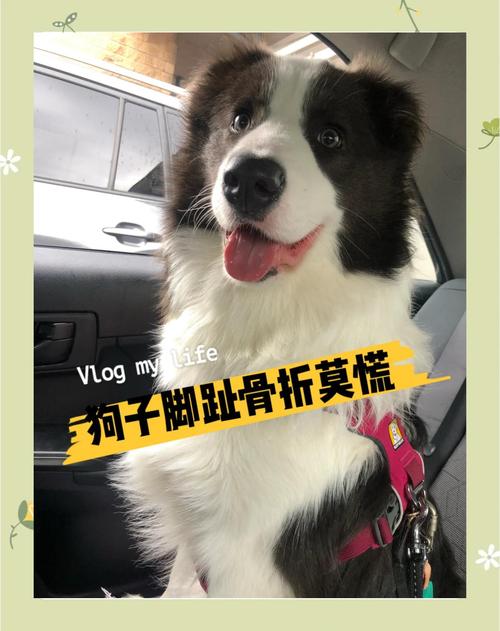 管家婆期期四肖四码中特管家和被狗主人殴打致骨折与狗被打骨折了怎么办