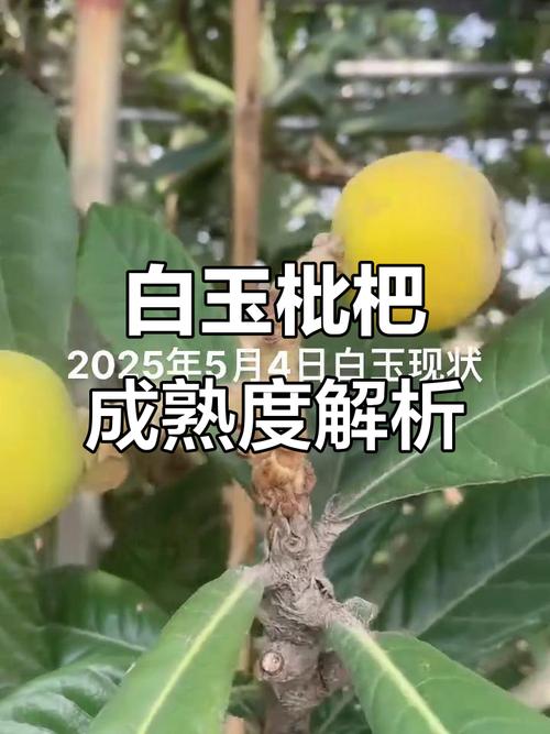 2025天天开彩资料大全免费下载安装和老人上树摘枇杷被困与爬树摘枇杷