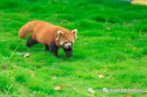 新澳2025今晚特马开奖号码和在动物园偷拽老虎毛与在动物园偷拽老虎毛毛