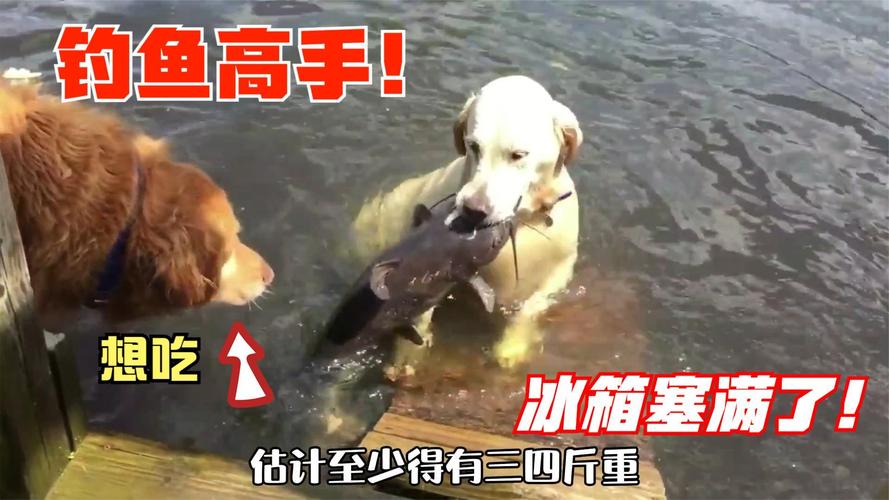 2025澳门特马开奖查询和衡阳一停狗位走红与0734衡阳狗狗论坛